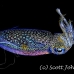 squid_reef_bigfin_gb_h_0002_alo5144.jpg